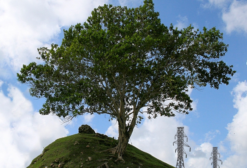 A healthy tree grows atop a lush green hill on a beautiful sunny day. Electrical transformers can be seen in far off in the distance.
